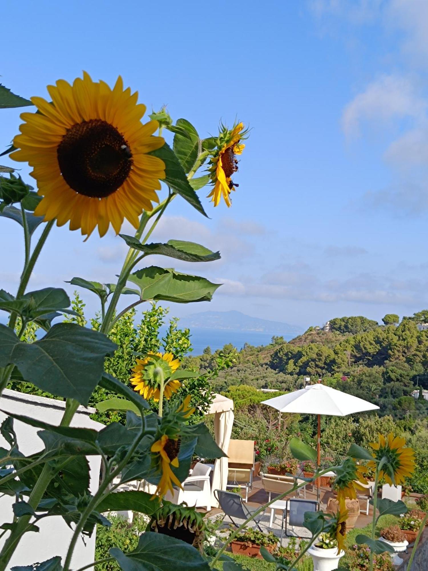 B&B Villa Cristina Anacapri  Dış mekan fotoğraf
